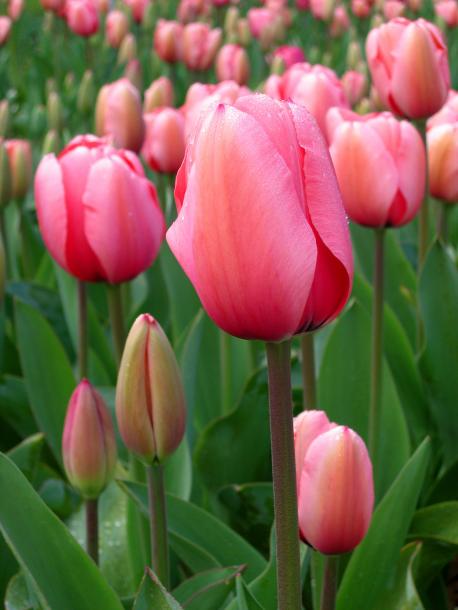 I planted tulip bulbs, what kind of bulbs did you plant?