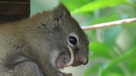 Jannet Talbott, a rancher in Barrhead, Alta, saw this squirrel eating ground seeds in a bird feeder on her ranch, and noticed something different about him. Have you ever seen a squirrel in such a predicament? (picture taken by Jannet Talbot)