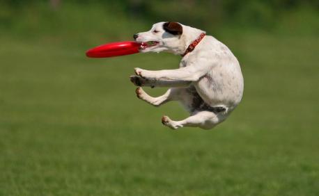 Do you ever take your dog out to the park and throw a frisbie for him/her to run and catch? (Image by: Inside Dogs World)