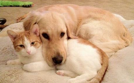 Do you have a dog or cat? (Image courtesy of: BarkPost)