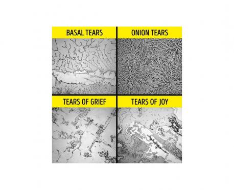 Under the microscope, basal tears chemical makeup is totally different than of tears of Grief or tears of Joy. In fact, they even taste different. Sad tears are more acidic which makes them taste sour. Angry tears contain more sodium and so are very salty. Happy tears taste sweeter, just like the moments that bring them on ..... Do you like crying?