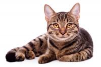 Do you think it is okay to declaw a cat?