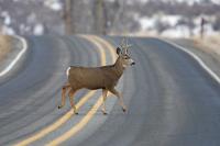 Montana passed a law allowing deer, elk, moose and antelope that have been killed by a car to be harvested for food. Do you think other states should pass a bill like this?