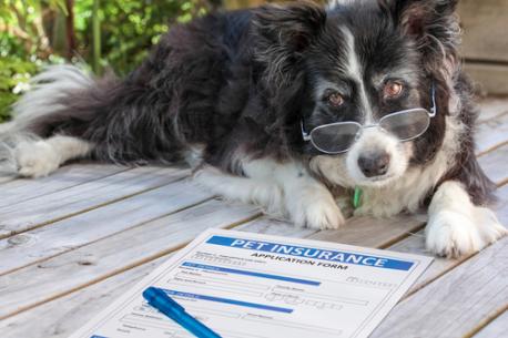 Since 2018, the number of insured pets in the U.S. has risen almost 23% a year, on average. Roughly 80% of insured pets are dogs, with cats making up the rest. If you have a pet, do you have pet insurance?