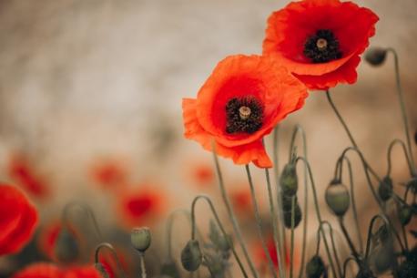 According to the American Legion, red poppies bloomed in France and Belgium during WWI, something scientists attributed to the soil enriched with lime from rubble left over from the battles. Millions of people now wear poppies every Nov 11 to remember the soldiers who died. The poppies are distributed on Remembrance Day, Memorial Day and Veterans Day, although they're more commonly worn for Memorial Day in the United States. Millions of people in the United Kingdom, Canada, France, Belgium, Australia and New Zealand will wear red poppies on Nov. Have you worn a poppy this year?