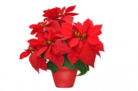 With its vivid hues, the poinsettia has been an iconic part of our seasonal décor since it arrived in the U.S. in 1828 thanks to Joel Robert Poinsett, the first American ambassador to Mexico, who brought the plant back to his native state of South Carolina. Poinsettias are native to Central America – in southern Mexico, they thrive in an area called 
