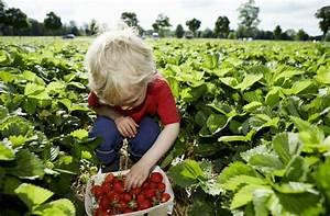 And in your area currently do you think it will be possible to go and pick strawberries at a berry farm? And take the whole family for some outdoor fun. Would this be something of interest to you?