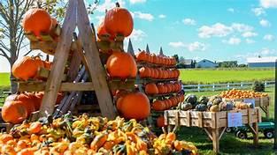 Visit a pumpkin patch to pick up corn, gourds and pumpkins?