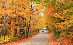 Take a long drive out in the countryside to take in the changing colours?