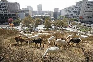 FUN FACT: Google rents 200 goats not only to mow their lawn but to also help the local California farmers get more income. It is seen as an excellent way to save money on lawnmowers and reduce their carbon footprint. The company supports many unique causes like these and is always encouraging its employees to think outside the box. For Google, 