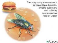 If a fly landed on your food, would you still eat it?