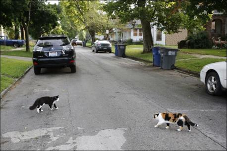 Are stray cats a problem in your neighborhood?