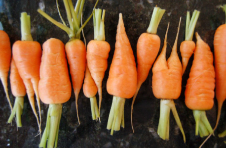 Of course, there are true baby carrots. These are harvested before the carrot fully matures and are said to be sweeter and more tender than the mature vegetable. I have never found these adorable little carrots at my local grocery store or farmers market. Have you?