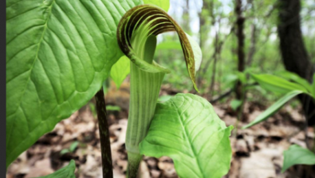 Each year our Girl Scout troop visited these woods. Fall to look for leaves to add to our collections. Spring to look for the shy and elusive Jack in the Pulpit flower and other early harbingers of the season. Have you ever seen a Jack in the Pulpit?