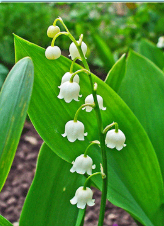 Lily of the Valley actually did 