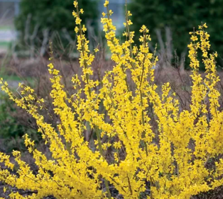 Outside my mother's kitchen window was a forsythia bush. The surest sign that Spring was really coming was when the 