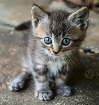 That Darn Cat