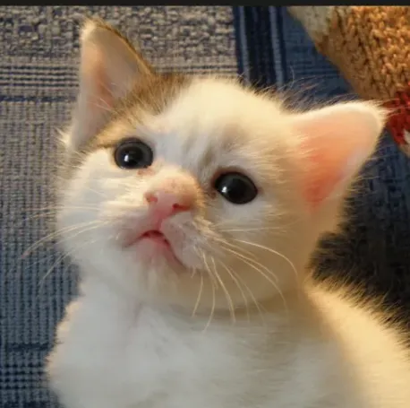 That Darn Cat has asked whether I would support a government funded effort to promote literacy in farm animals and another how I would vote on an amendment to our state constitution forbidding the use of the letter 
