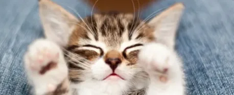 This morning, midway through a survey, That Darn Cat gave me a vocabulary quiz. I was disappointed in myself for scoring only 8/10 correctly, but the Cat was very sweet about it. Still, am not sure what the point of this might be. What do you think it was?