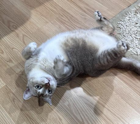 Bulat has a schedule he rarely misses. Around 7 to 8 am he comes by for his daily