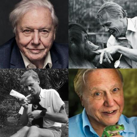 Sir David Attenborough born May 8, 1926 in Isleworth, United Kingdom, is one of the most widely respected TV broadcasters and has become known as the face and voice of natural history documentaries. His career in broadcasting has stretched over more than a half a century. Starting in the early 1950's.  Here are just a few films/series:  Zoo Quest (1954-63)  Wildlife on One (1977-2005)  Life on Earth (1979)  Natural World (1983– )  The Living Planet (1984)  The Trials of Life (1990)  The Private Life of Plants (1995)  Attenborough in Paradise (1996)  State of the Planet (2000)  The Blue Planet (2001)  Planet Earth (2006)  Life (2009)  Frozen Planet (2011)  Life Story (2014)  Our Planet (2019)  Seven Worlds, One Planet (2019) Have you ever heard of/do you know who David Attenborough is?