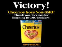 Recently, General Mills announced that their original Cheerios will become GMO-free, but that they may contain trace amounts. Also, they say it is hard to make other varieties 