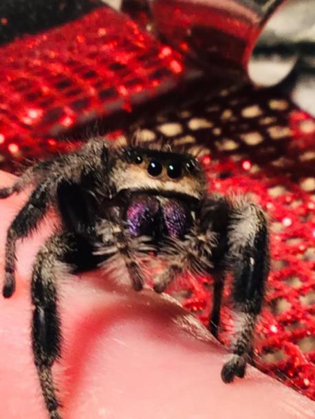 How open would you be in owning a spider (tarantula, regal jumping spider, etc)?