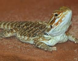 How open would you be to owning a bearded dragon?