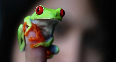 How open would you be to owning a frog?