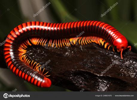 How open would you be in owning a giant millipede?