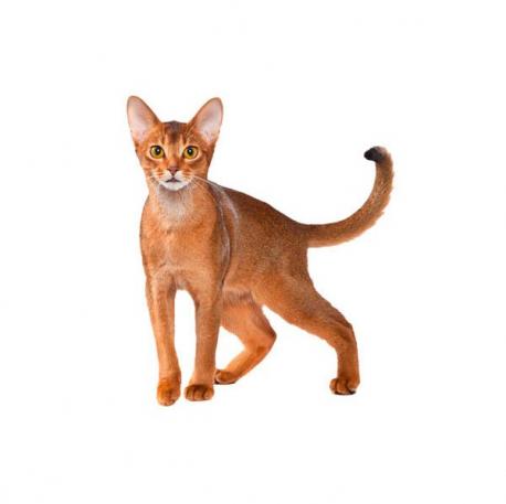 Australia - Abyssinian - One of the oldest known cat breeds, the Abyssinian looks like it just stepped out of ancient Egypt. Abyssinians, known for their unique 