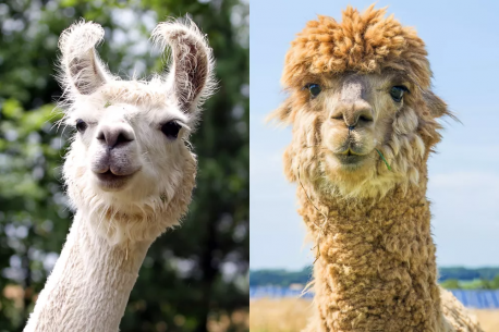 Llamas and Alpacas - Llamas (left) and alpacas are even-toed ungulates that belong to the family Camelidae. The most obvious difference may be their size. Most adult alpacas weigh between 100 and 175 pounds while adult llamas are much larger and can reach up to 400 pounds. Other differences can be seen in the ears. Llamas have long curved ears while alpacas have short spear-shaped ears. Likewise, llamas have longer faces while alpacas have more of a smushed face. And while this isn't always the case, llamas generally have little hair on their face and head, while alpacas can have a wonderful abundance of fluff. Have you ever purchased anything made out of alpaca wool?