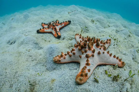 Chocolate Chip Sea Star - Protoreaster nodosus, also known as the chocolate chip sea star, is named for its brown spines that resemble chocolate chips, and they appear to come in both milk chocolate and dark chocolate varieties. Although these spines are meant to scare off predators by looking sharp and dangerous, they may have the opposite effect on humans as they make these animals look like starfish-shaped cookies. Do you like chocolate chip cookies?