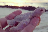 Last month I came across this article and these cute little guys stuck with me in my thoughts. While biologists at the Vamizi Conservation and Research Center were monitoring green sea turtle nests off Mozambique's northern coast they made a surprising discovery: not one, but four tiny turtle hatchlings were completely colorless. This is the first time albino turtles have been seen on the island since the monitoring program began back in 2003. Have you ever seen any albino animal in person?