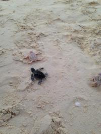 Sadly, only two of the four survived long enough to reach the surf, but according to Conservation and Community Manager, Joana Trindade this is a better result than they expected.