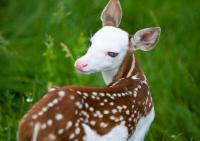 A friend of our family owns a working farm that offers educational opportunities for children and families. The farm has goats, mini donkeys, KuneKune pigs, whitetail deer, elk, reindeer and yaks. This summer Dragon was born! He is not albino but has a white face, legs and underside, blue eyes and a pink nose. Do you find Dragon to be as adorable?