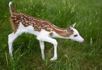 Dragon's mother is a special type of whitetail deer known as the Piebald, which carries a genetic defect causing it to have large areas of white in its coat. The defect reportedly occurs in less than 1 percent of the whitetail deer population. When Dragon was born he was rejected by his mother, (she tried to kill him by stomping on him) by natural instinct because he looks different than other fawns. His white coloring would cause him to stand out rather than blend in when trying to hide in nature. If you lived in the area would you go and visit Dragon?