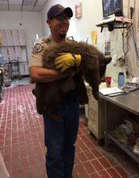 An officer from Colorado Parks and Wildlife tranquilized and inspected the cub and found it had a broken foot. Officers think she was hit by a car. She will be taken to a rehabilitation facility and released once she recovers. Have you seen an increase of wildlife in your area?