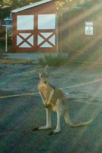 Police confirmed that the 4-foot-tall kangaroo belongs to John Schirripa, who made the news in November 2012 when a zebra and a Shetland pony escaped from his stable in the same neighborhood. Schirripa told cops that the kangaroo belonged to his brother, who he said brought Buster with him from his upstate New York home. Buster was bopping around in the backyard Saturday morning when he found the unsecured gate and made his move. No charges were filed and Buster remains in his owner's custody. The ASPCA was notified, per procedure, but it doesn't look like they will get involved, according to cops. Having had a wild, yet legal to keep, animal escape more than once from his property do you think he should be fined?