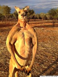 After reading this story of the escaped kangaroo, it reminded me of an article I saw back in the spring. Do you remember hearing about the