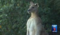 The muscly marsupial had been spotted hanging out at the golf course in North Lakes, Queensland, among other areas. A resident named Linda Hellyer said she bumped into the brawny animal while walking her dogs. 