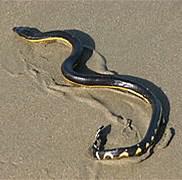 Rising ocean temperatures and warming climates brought by El Niño may be the reason an exotic and highly-venomous sea snake washed up on a California shoreline. Have you heard of a yellow-bellied sea snake before this survey?