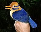 Have you ever heard of a Guadalcanal moustached kingfisher?