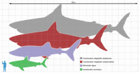 Have you heard of a Megalodon before this survey?