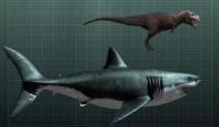 Every inch of a fossilized tooth equals about ten feet in shark. Therefore, they say a six-inch long tooth belonged to a Megalodon that was about 60 feet long. That estimate tracks with a 2013 study that put the Megalodon at a maximum length of 59 feet, about three times the size of an average great white, a distant ancestor of the prehistoric predator. A Megalodon weighed up to 30 times as much as today's Great White Shark at a hefty 70 to 100 tons. Megalodon may have been more vulnerable to extinction due to its size, but while it prowled the oceans it was incredibly strong: its jaw was three times stronger than that of a Tyrannosaurus Rex. Have you ever found a fossil of any once living animal?