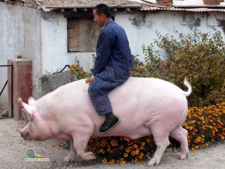 Zhang Xianping, a pig breeder from Zhangjiakou, China, decided to keep his beloved 2 year old pig for a pet instead of killing it. As of Nov 2nd, the pig weighed in at 1,322 pounds. Have you ever had a pig for a pet?