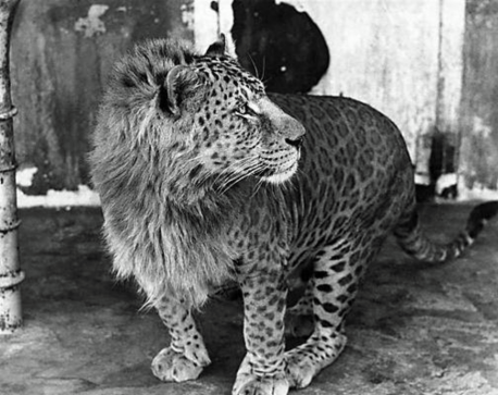 Male Leopard + Female Lion = Leopon