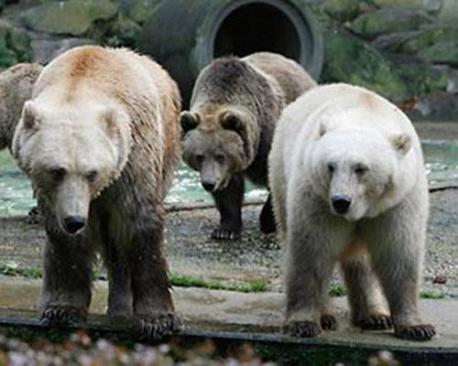 Grizzly Bear + Polar Bear = Grolar Bear