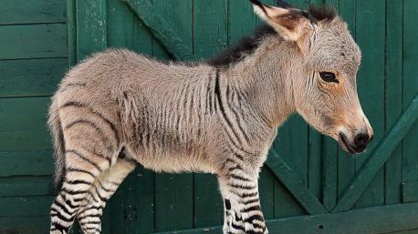 Zebra + Donkey = Zonkey