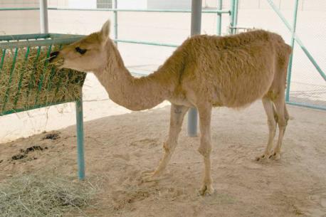 Male Camel + Female Llama = Cama